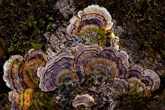 Trametes Versicolor 22-8083